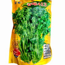 茁泰春唯413铁杆大叶香菜种子四季耐热耐寒耐抽苔大叶芫荽