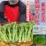 【力禾种苗】吉祥西兰苔种子西兰花芦笋青花菜芥兰基地优选蔬