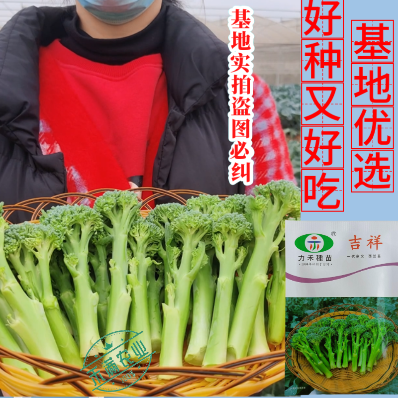【力禾种苗】吉祥西兰苔种子西兰花芦笋青花菜芥兰基地优选蔬