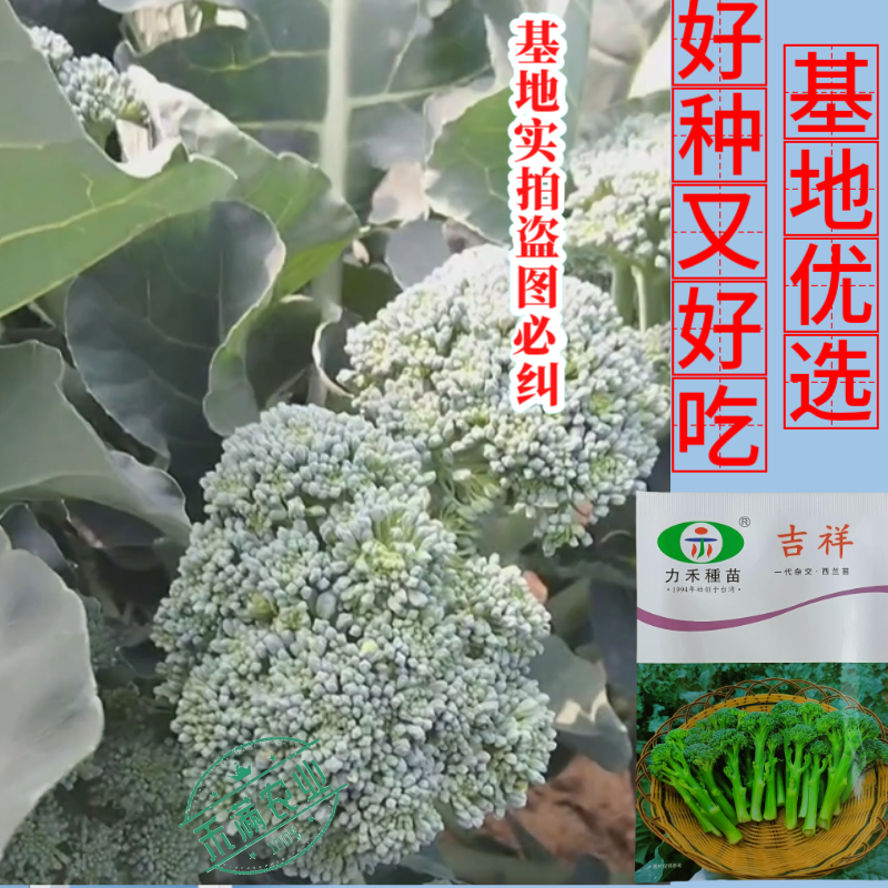 【力禾种苗】吉祥西兰苔种子西兰花芦笋青花菜芥兰基地优选蔬