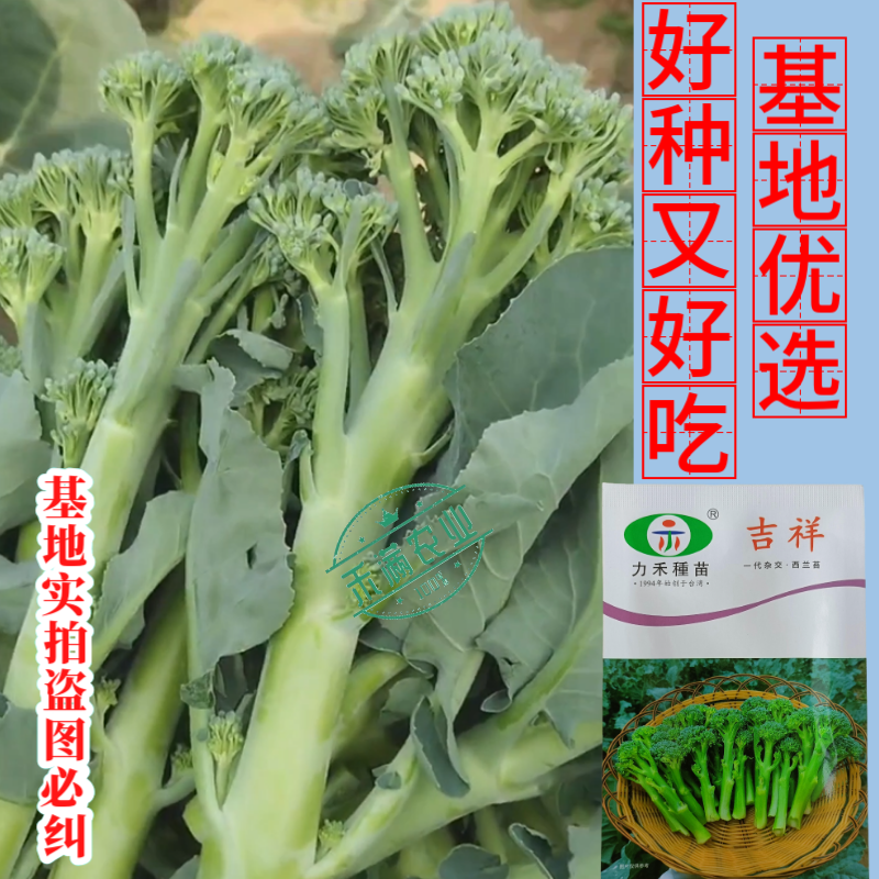 【力禾种苗】吉祥西兰苔种子西兰花芦笋青花菜芥兰基地优选蔬