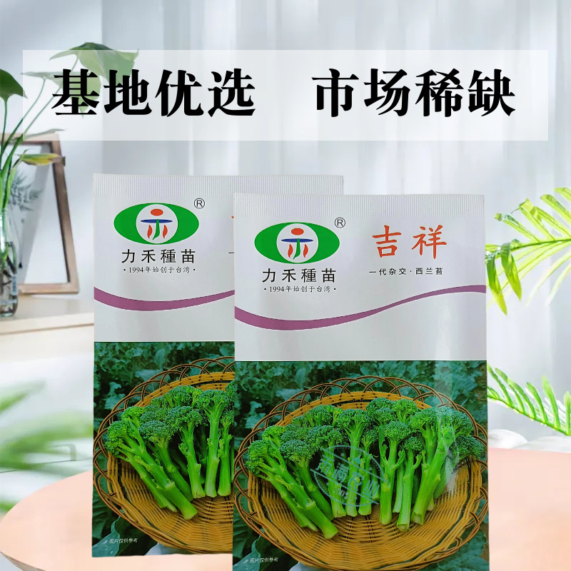 【力禾种苗】吉祥西兰苔种子西兰花芦笋青花菜芥兰基地优选蔬