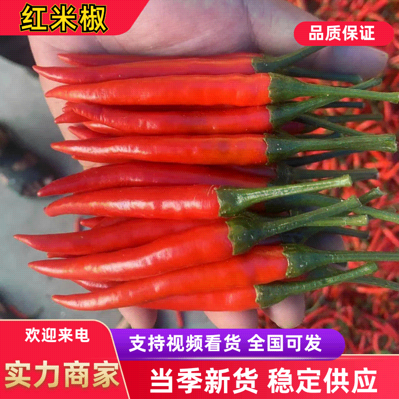 常年供应小米椒品质保证全国代收代发