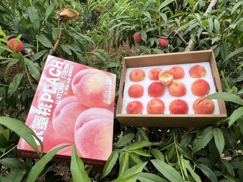 四川龙泉水蜜桃一件代发产地直发一手货源对接各大电商平台