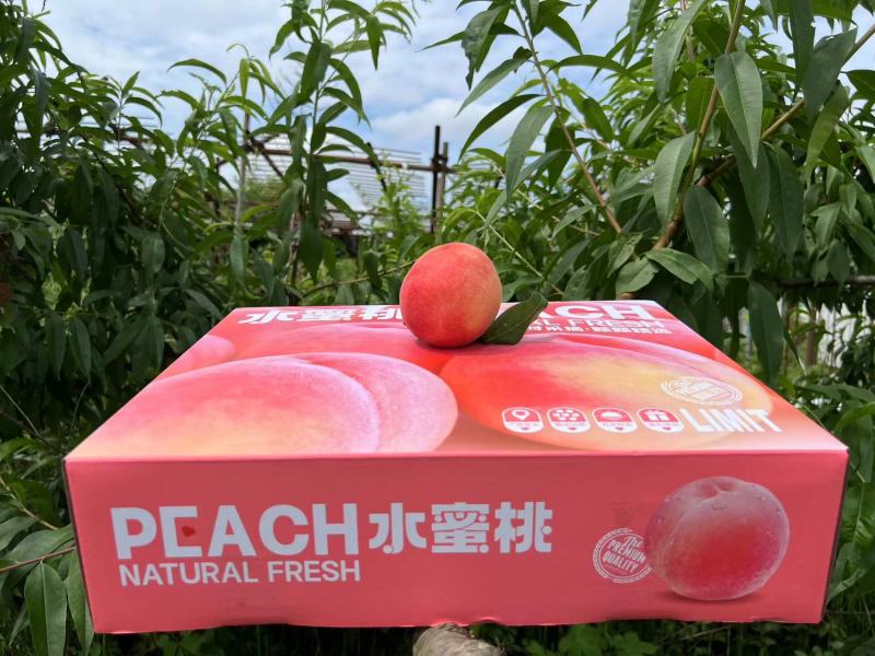 四川龙泉水蜜桃一件代发产地直发一手货源对接各大电商平台