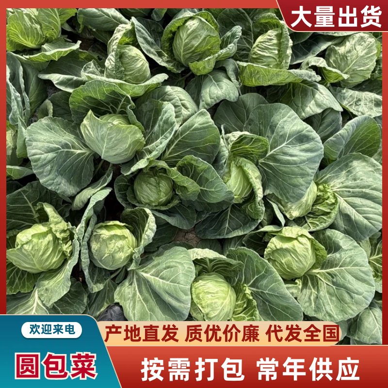 山西精品甘蓝圆包菜全国发货色泽翠绿大小适中