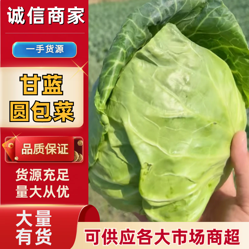 山西精品甘蓝圆包菜全国发货色泽翠绿大小适中