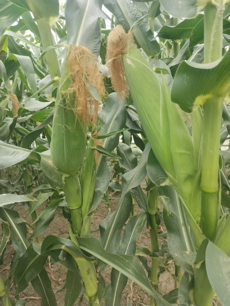 商丘精品糯玉米大量上市，货源充足量大从优诚信经营致电联系