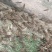 商丘蚂蚱蝗虫，货源充足，量大从优，全国发货诚信经营