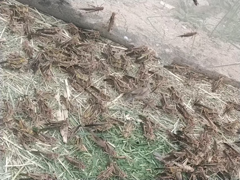 商丘蚂蚱蝗虫，货源充足，量大从优，全国发货诚信经营
