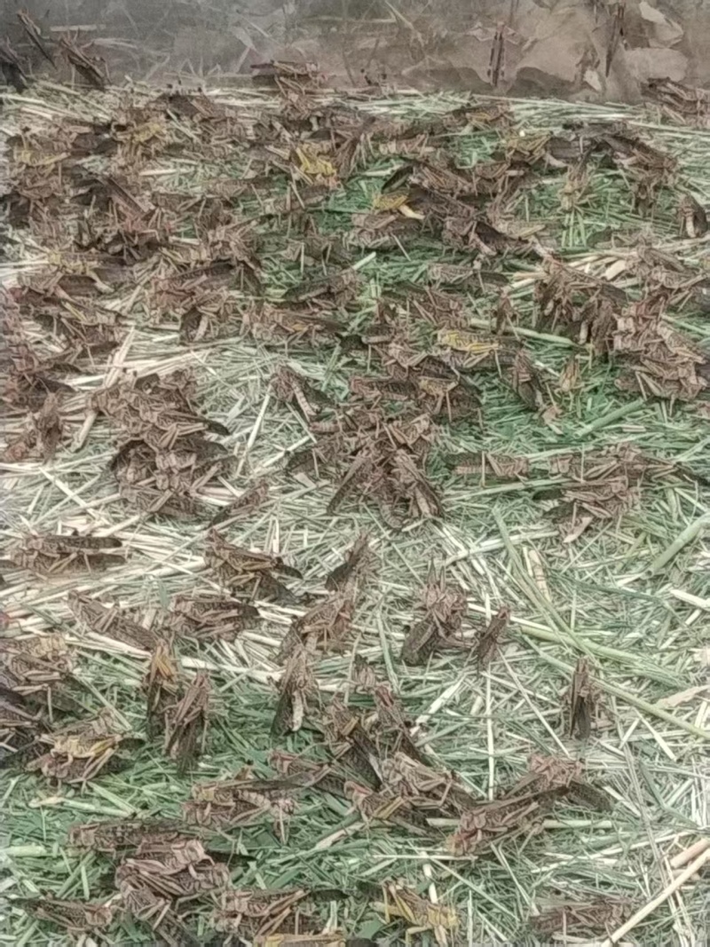 商丘蚂蚱蝗虫，货源充足，量大从优，全国发货诚信经营