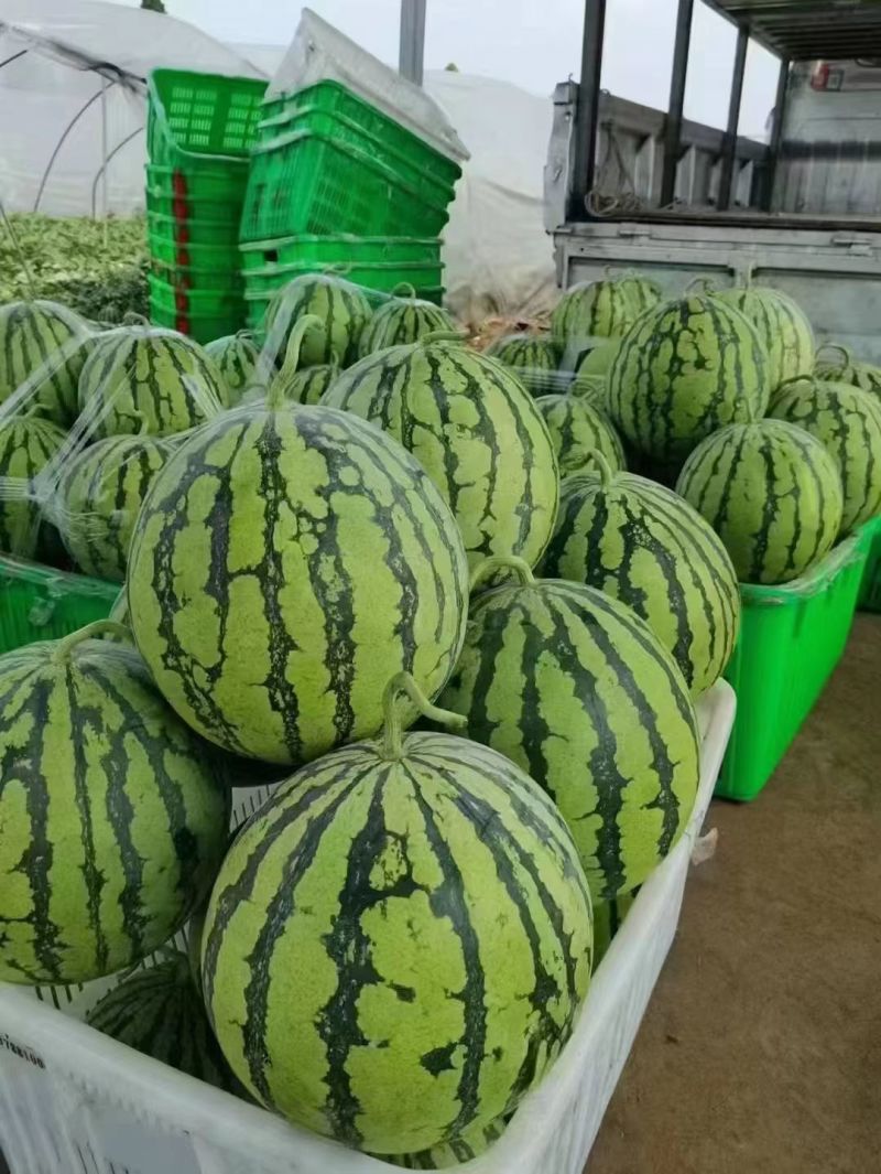 （实力）美都西瓜湖北美都西瓜皮薄肉甜一手货源