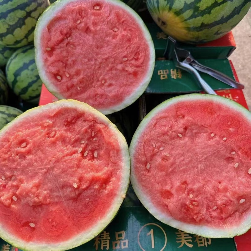 （实力）麒麟西瓜西瓜糖度高质量三包对接全国市场等