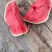 (实力)麒麟西瓜西瓜糖度高质量三包对接全国市场等