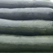 【热卖中】湖北黑皮冬瓜大量上市整车发货量大从优一手货源