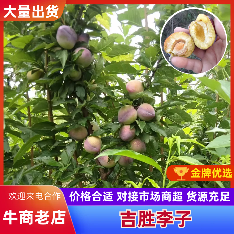 【吉胜李子】河北秦皇岛自家果园一手价格全国接单承接一件代发