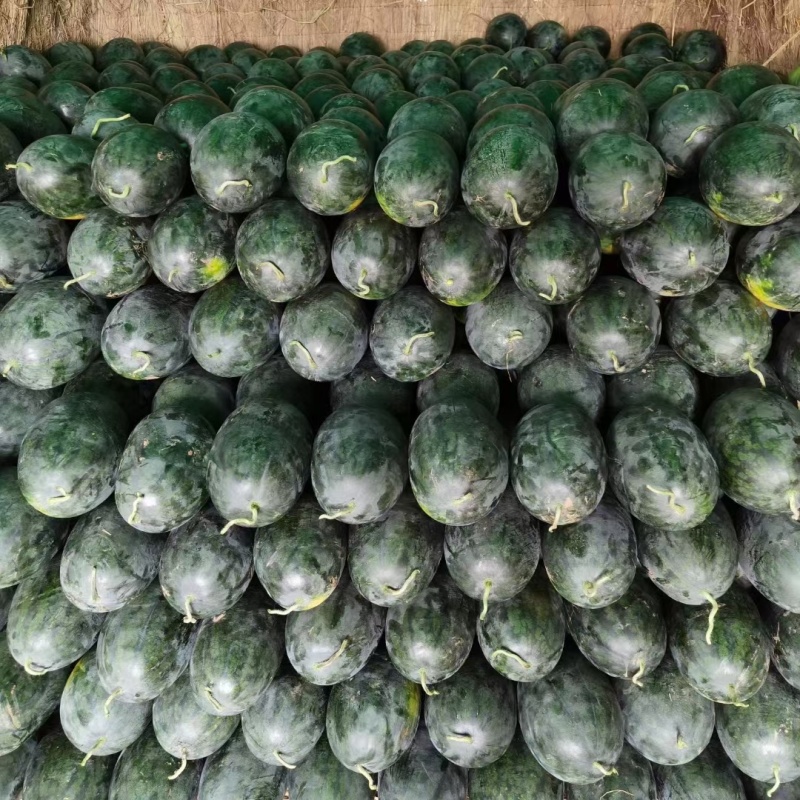 （实力）黑美人西瓜湖北西瓜襄阳西瓜产地一手货源