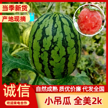 内蒙全美2k西瓜小吊瓜手剥西瓜大量供应一条龙服务