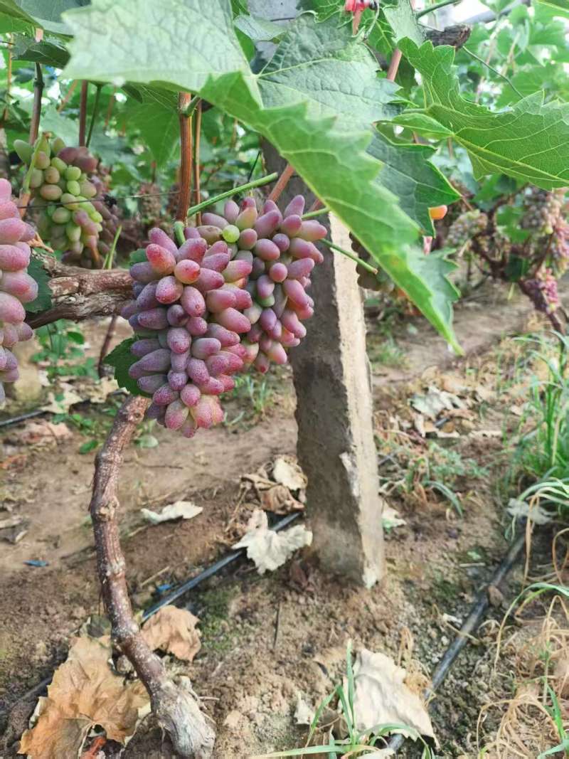 平邑万亩葡萄基地巨峰夏黑阳光玫瑰茉莉香产地直供