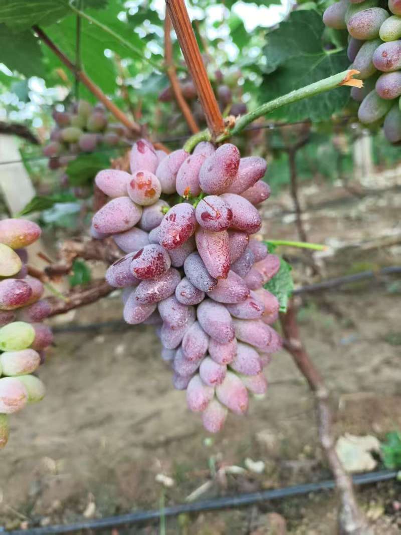 平邑万亩葡萄基地巨峰夏黑阳光玫瑰茉莉香产地直供