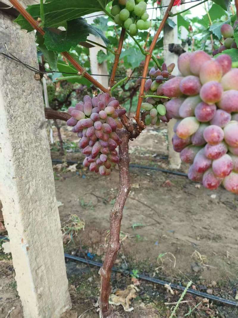 平邑万亩葡萄基地巨峰夏黑阳光玫瑰茉莉香产地直供