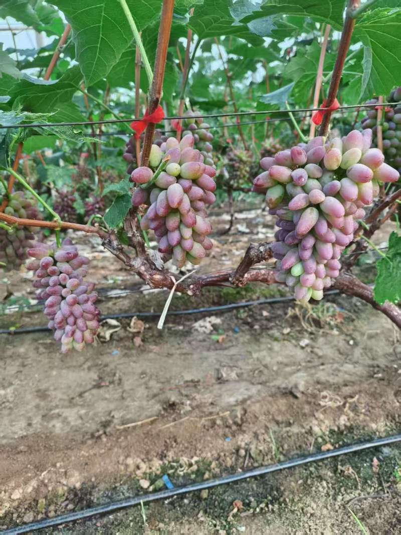 平邑万亩葡萄基地巨峰夏黑阳光玫瑰茉莉香产地直供