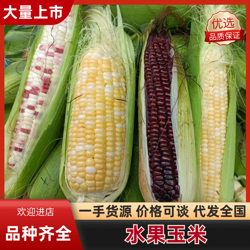 精选黄金水果玉米新鲜现摘甜脆玉米牛奶爆浆玉米可生吃嫩玉米