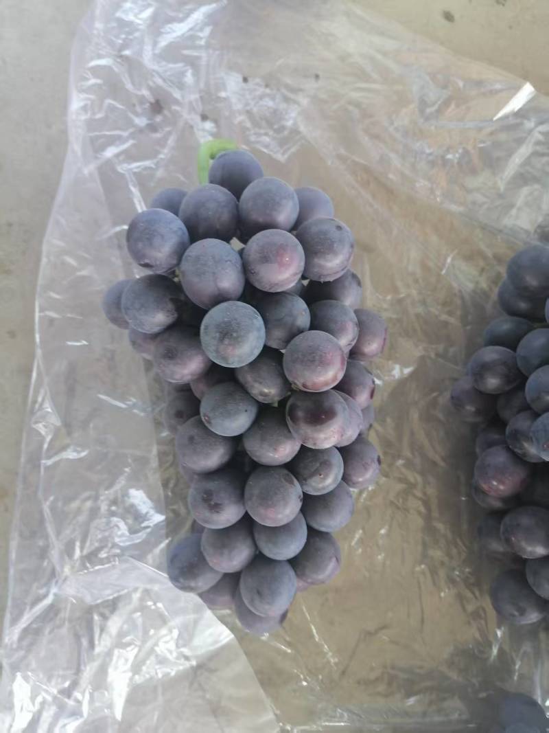 河北藤稔葡萄乒乓球葡萄大量供应可视频看货保质保量
