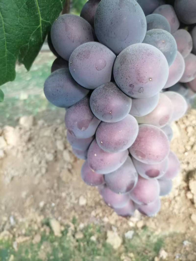 河北藤稔葡萄乒乓球葡萄大量供应可视频看货保质保量