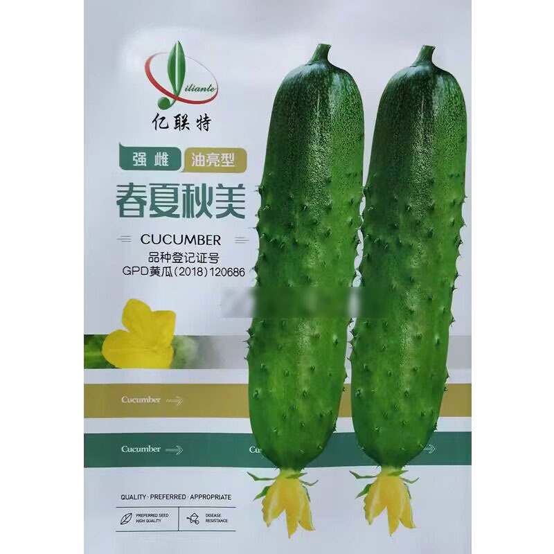 春夏秋美强雌油亮型水果黄瓜种子高产抗病皮色亮绿亿联特秋瓜