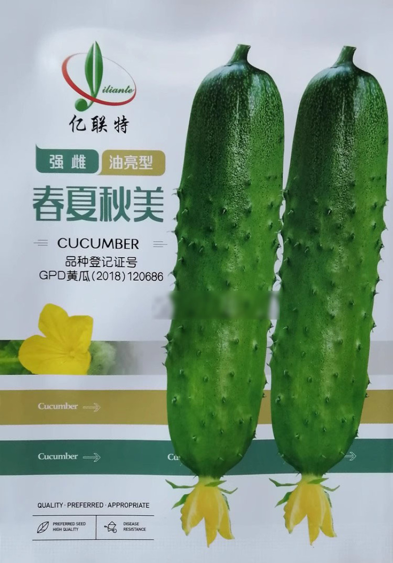 春夏秋美强雌油亮型水果黄瓜种子高产抗病皮色亮绿亿联特秋瓜