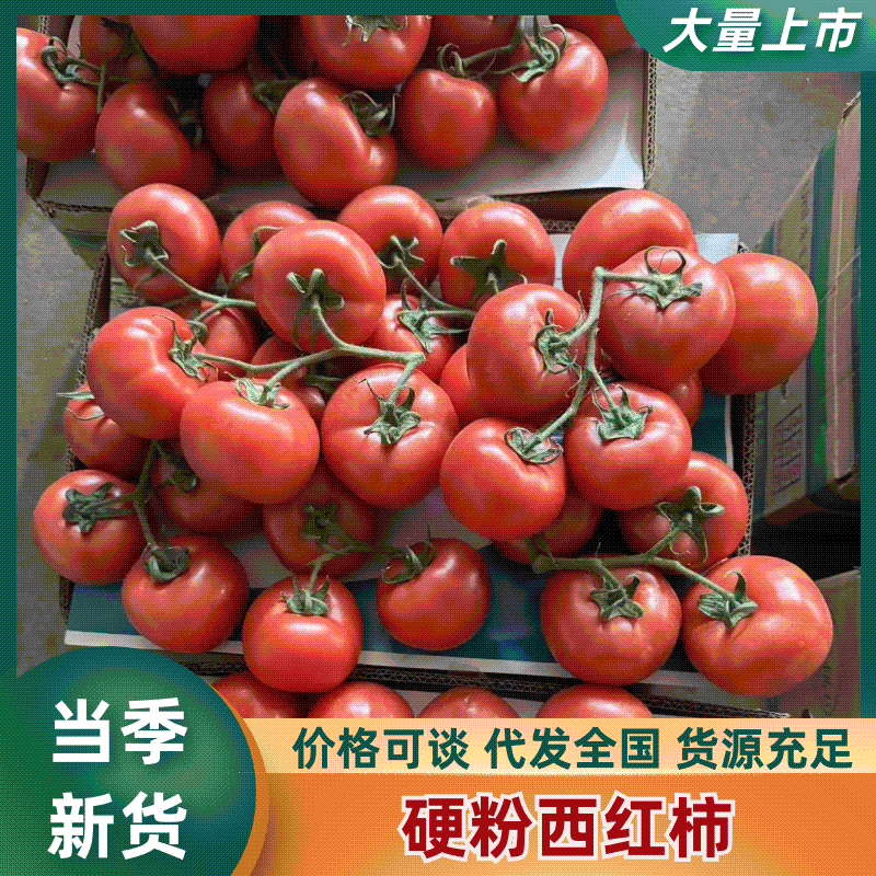 江苏西红柿/硬粉西红柿/-量大从优，对接全国商超电商