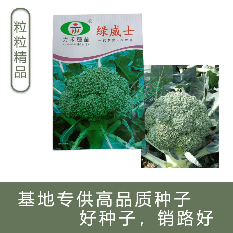 【力禾种苗】绿威士西兰花种子春秋可播绿菜花基地优选西兰花