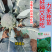 【力禾种苗】绿威士西兰花种子春秋可播绿菜花基地优选西兰花