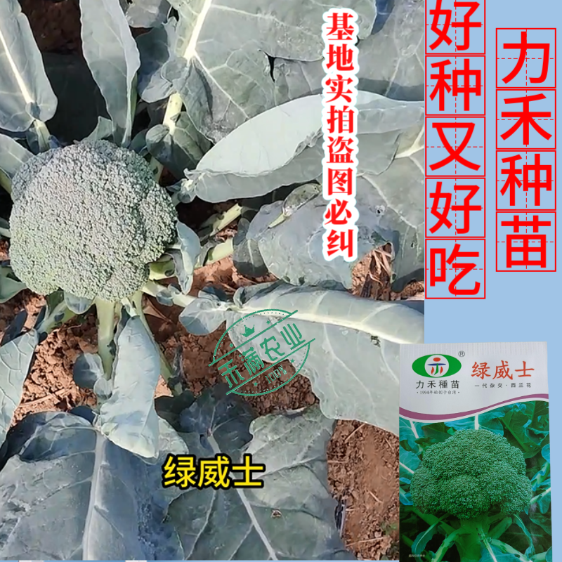 【力禾种苗】绿威士西兰花种子春秋可播绿菜花基地优选西兰花