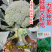【力禾种苗】绿威士西兰花种子春秋可播绿菜花基地优选西兰花