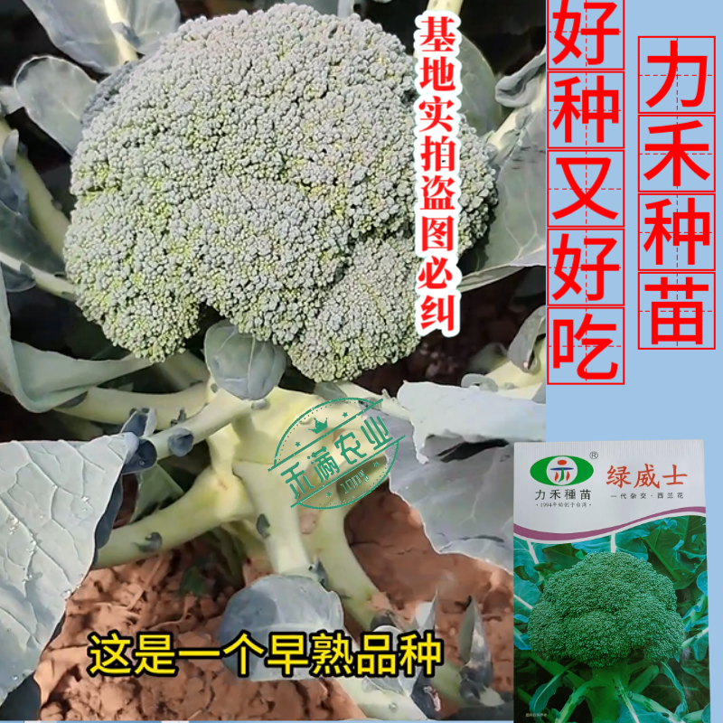 【力禾种苗】绿威士西兰花种子春秋可播绿菜花基地优选西兰花