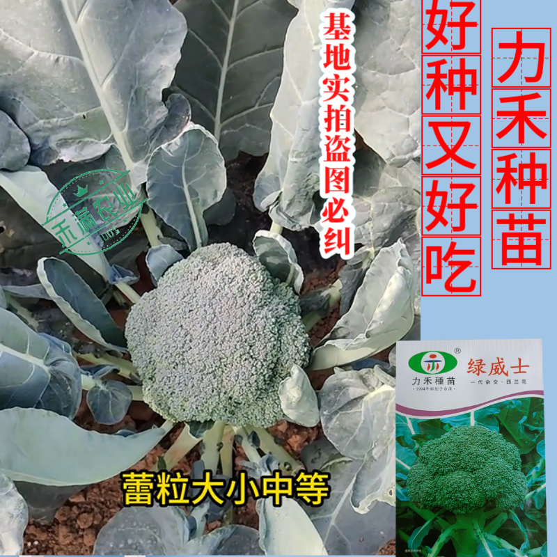 【力禾种苗】绿威士西兰花种子春秋可播绿菜花基地优选西兰花