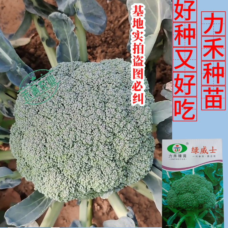 【力禾种苗】绿威士西兰花种子春秋可播绿菜花基地优选西兰花