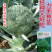 【力禾种苗】绿威士西兰花种子春秋可播绿菜花基地优选西兰花