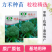 【力禾种苗】绿威士西兰花种子春秋可播绿菜花基地优选西兰花