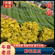{牛商}鲜花丝瓜上市中，大量供应，产地直发，视频看货