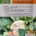 烈日松60松花菜种子耐热早熟高产耐高温花椰菜种籽
