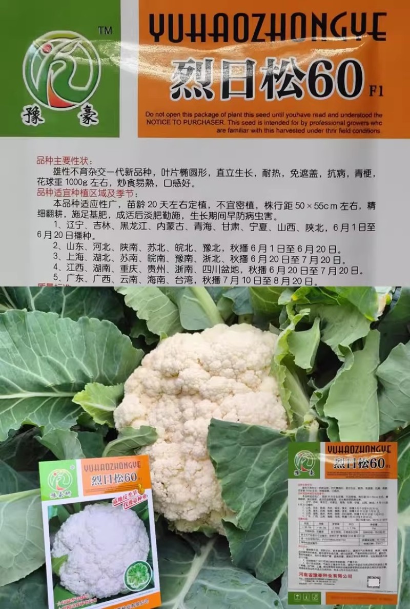 烈日松60松花菜种子耐热早熟高产耐高温花椰菜种籽