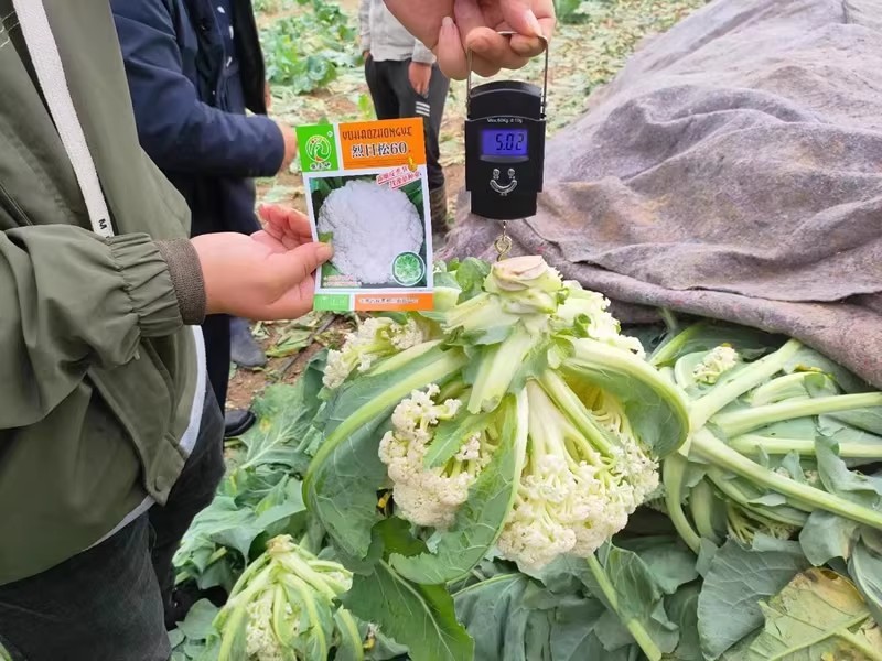 烈日松60松花菜种子耐热早熟高产耐高温花椰菜种籽