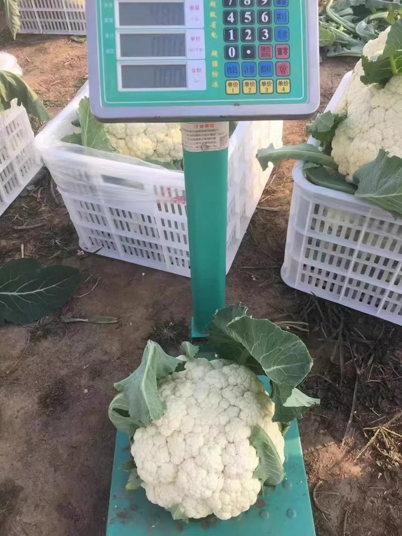 烈日松60松花菜种子耐热早熟高产耐高温花椰菜种籽
