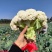 烈日松60松花菜种子耐热早熟高产耐高温花椰菜种籽