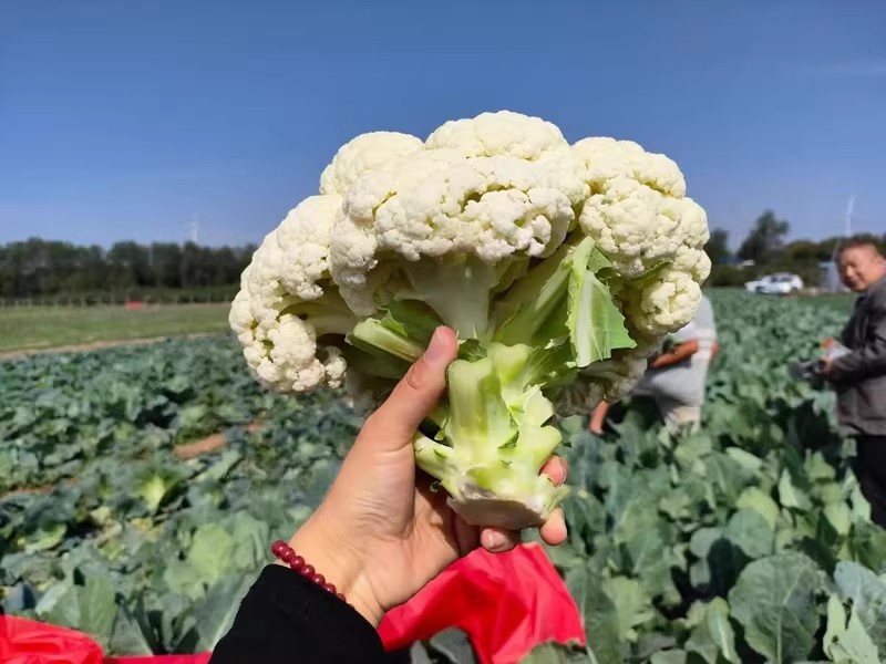烈日松60松花菜种子耐热早熟高产耐高温花椰菜种籽
