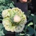 烈日松60松花菜种子耐热早熟高产耐高温花椰菜种籽