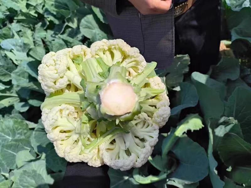 烈日松60松花菜种子耐热早熟高产耐高温花椰菜种籽